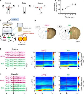 Directional prefrontal-thalamic information flow is selectively required during spatial working memory retrieval